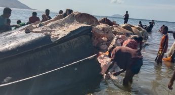 Warga Pantar Potong dan Makan Bangkai Paus, Hanya Tersisa Tulang dan Kepala